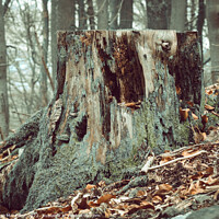 Buy canvas prints of Tree stump in the woods surrounded by fallen brown leaves by Ingo Menhard
