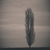 Buy canvas prints of Vertical shot of a tree in a park by Ingo Menhard