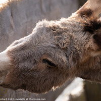 Buy canvas prints of Selective focus shot of a domestic donkey behind a wooden fence by Ingo Menhard