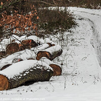 Buy canvas prints of Sawed big tree trunks on the side of the road covered in snow in the woods by Ingo Menhard