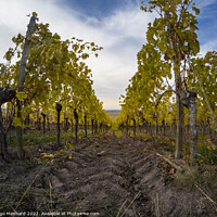 Buy canvas prints of A beautiful view of vineyard rows by Ingo Menhard