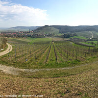 Buy canvas prints of Vineyard panorama in Bavaria in early spring  by Ingo Menhard