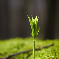 Buy canvas prints of Vertical selective focus shot of a green sprout of a plant by Ingo Menhard
