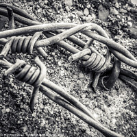 Buy canvas prints of Barbwire closeup background by Ingo Menhard