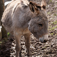 Buy canvas prints of Selective focus shot of a domestic donkey on the farm by Ingo Menhard