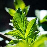 Buy canvas prints of Closeup of a green mint leaf by Ingo Menhard