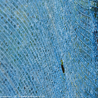 Buy canvas prints of A closeup shot of blue net for winemaking at the vineyards by Ingo Menhard