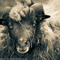Buy canvas prints of Grayscale shot of a ram with big horns on the farm by Ingo Menhard