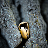 Buy canvas prints of One acorn on a tree bark by Ingo Menhard