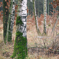 Buy canvas prints of Vertical shot of birch trees in the forest by Ingo Menhard