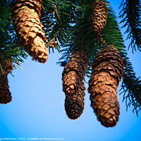Buy canvas prints of Closeup shot of brown pine cones on a blue background by Ingo Menhard