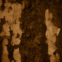 Buy canvas prints of Vertical shot of an old tree trunk bark - perfect for background by Ingo Menhard