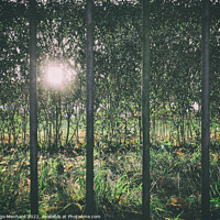 Buy canvas prints of Sun shining through dense forest trees seen from a metal fence bar openings by Ingo Menhard
