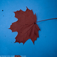 Buy canvas prints of A top view of a dry brown leaf on a blue surface by Ingo Menhard