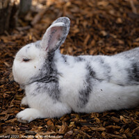 Buy canvas prints of Selective focus shot of an adorable white rabbit resting on a ground of bark mulch by Ingo Menhard