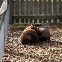 Buy canvas prints of Selective focus shot of adorable brown rabbits cuddling together by Ingo Menhard