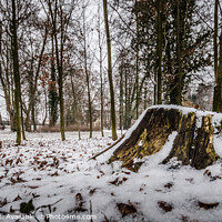 Buy canvas prints of Cut tree trunk covered by the snow in winter by Ingo Menhard