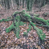 Buy canvas prints of Beautiful forest with tree trunks and dry leaves by Ingo Menhard