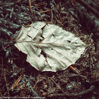 Buy canvas prints of Aged leaf on the ground by Ingo Menhard