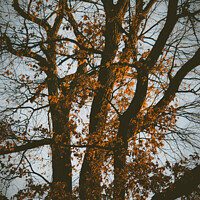 Buy canvas prints of Vertical shot of a tree in a park by Ingo Menhard