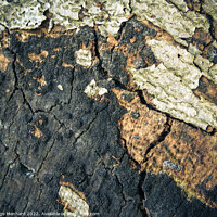 Buy canvas prints of A cracked old bark texture by Ingo Menhard