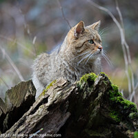 Buy canvas prints of Selective focus shot of a cute kitten lying down on a moss-covered tree trunk by Ingo Menhard