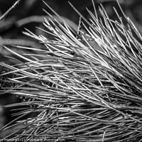 Buy canvas prints of Dry grass closeup details in black and white by Ingo Menhard