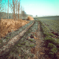Buy canvas prints of Vertical shot of a path in a dried field under blue sky by Ingo Menhard