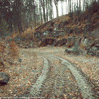 Buy canvas prints of Road covered in fallen leaves and surrounded by trees by Ingo Menhard