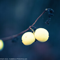 Buy canvas prints of Snowberries in winter closeup by Ingo Menhard