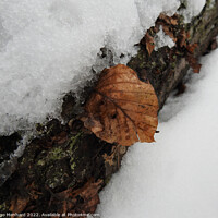 Buy canvas prints of Closeup of the tree bark covered in snow and fallen brown leaves in winter by Ingo Menhard