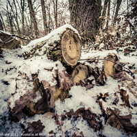 Buy canvas prints of Cut trunks of a tree in a snow-covered forest by Ingo Menhard