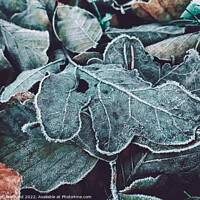 Buy canvas prints of Closeup of frosted oak leaves on the ground during winter by Ingo Menhard