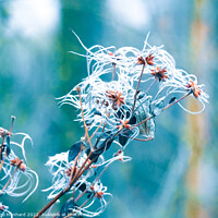 Buy canvas prints of Beautiful macro shot of a frosted Clematis seeds by Ingo Menhard