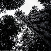 Buy canvas prints of Greyscale low angle shot of the beautiful tree trunks by Ingo Menhard