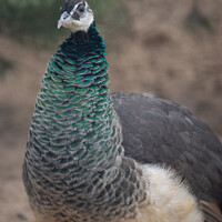 Buy canvas prints of Closeup shot of an exotic peacock with colorful feathers on its neck by Ingo Menhard