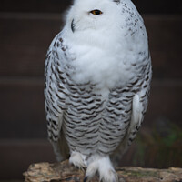 Buy canvas prints of Closeup shot of a snowy owl bird standing on the branch on the blurred b by Ingo Menhard