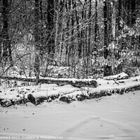 Buy canvas prints of Grayscale shot of the big sawed trees on the snowy ground in the woods by Ingo Menhard