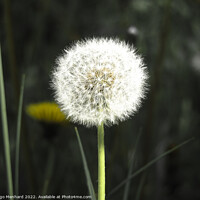 Buy canvas prints of Selective focus shot of white dandelion by Ingo Menhard