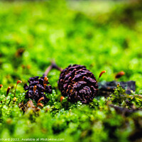 Buy canvas prints of Shallow focus shot of pine cones on grass by Ingo Menhard