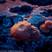 Buy canvas prints of Two small frozen mushrooms growing on a tree trunk by Ingo Menhard