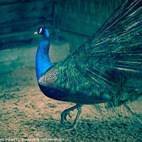 Buy canvas prints of Selective focus shot of a beautiful peacock walking on the sandy ground by Ingo Menhard
