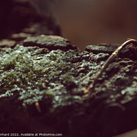 Buy canvas prints of Selective focus shot of moss on stone by Ingo Menhard