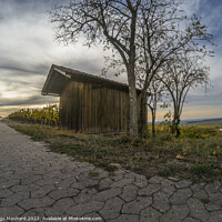 Buy canvas prints of The vineyard rows with a small wooden house by Ingo Menhard