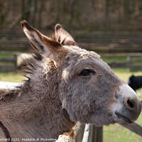 Buy canvas prints of Selective focus shot of a domestic donkey on the f by Ingo Menhard