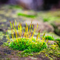 Buy canvas prints of Shallow focus shot of vibrant green moss on rocks by Ingo Menhard