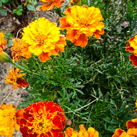 Buy canvas prints of Vertical shot of French Marigolds with green leaves on the background by Ingo Menhard