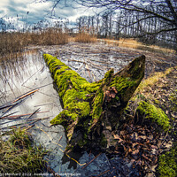 Buy canvas prints of Shot of a fallen old  mossy tree in a lake by Ingo Menhard