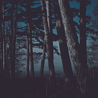 Buy canvas prints of Forest at night matte look by Ingo Menhard