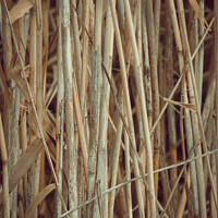 Buy canvas prints of Vertical shot of dried twigs and branches, wood texture background by Ingo Menhard